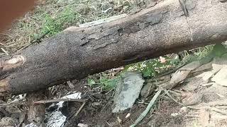 Pemotongan Batang Pohon Kayu Besar Part 4