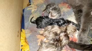 How to Care for Newborn Kittens