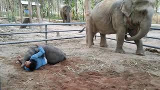 ใบบุญแกล้งพ่อ Ep 18164Yoon teased the father the baby elephant teased the mahout