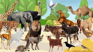 animals sound  اصوات الحيوانات للاطفال  حيوانات الغابه و حيوانات المزرعه  forest and farm animals