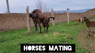 تزاوج الخيول، تزاوج الحيوانات. تزاوج الحمير. Horses mating