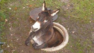 Donkey - A FUNNY DONKEY VIDEOS Compilation  Pets And Animals