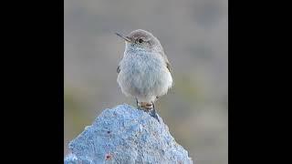 60 Seconds with Rock Wrens Singing