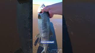 Кета на удочку #fishing #shorts