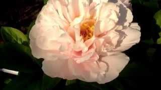 Peony Blushing Princess - www.peonyshop.com - Holland