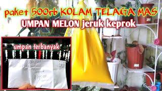 mancing ikan mas lomba tiket 500rb di kolam telaga mas dengan resep umpan MELON #GP-76