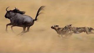 Perros Salvajes de África Una increíble Historia Documentales National Geographic WILD