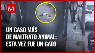 Un hombre disparó con arma de fuego a un gato en Tlalnepantla