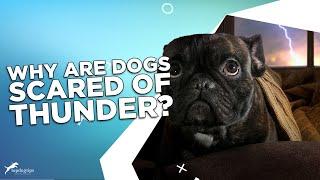 Why Are Dogs Scared of Thunder?