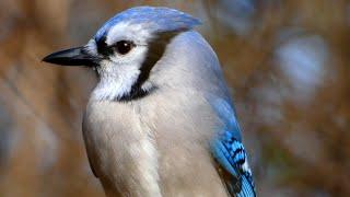 Blue jay call sounds eating  Bird