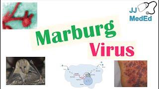 Marburg Virus Origins Transmission Pathophysiology Symptoms