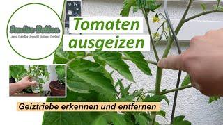 Tomaten ausgeizen  - Geiztriebe erkennen und gezielt entfernen 