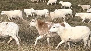 Sheep are an unfair advantage on any farm that seeks profit.