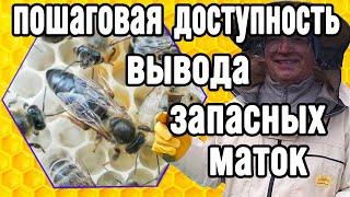 Нужны на пасеке ЗАПАСНЫЕ МАТКИ.  Это просто и доступно.