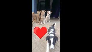 My Babies  Cute Puppies video  Adopting a Street Dogs  #shorts