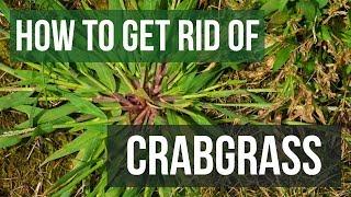 How to Get Rid of Crabgrass 4 Easy Steps