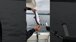  WHAT A BEAUT  Reel Time Fishing Charters Nanaimo BC #shorts