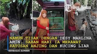 Kisah Desy Wanita Berhijab Penolong Anjing dan Kucing Liar