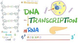 DNA Transcription Converting DNA to RNA