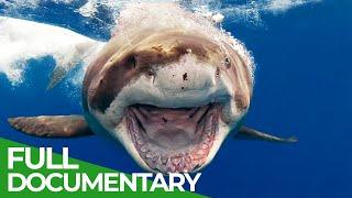 Sharks - The Oceans Apex Predators  The Blue Realm  Free Documentary Nature