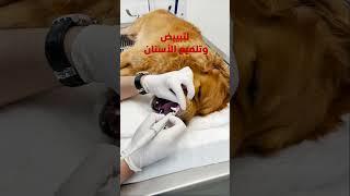 تنظيف أسنان أليفك مهم Dog dental scaling