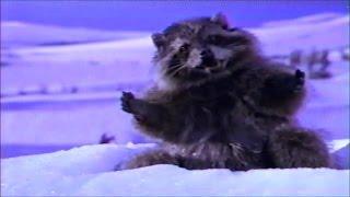 Hostess Twinkie Commercial 1998 Raccoon