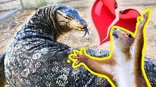 ️  Rat Meets Lizard -- Rat Falls in Love -- Lizard Eats Rat  ️