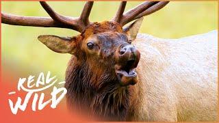 Discovering Colorados Rocky Animal Empire 4K  Expeditions With Patrick McMillan  Real Wild