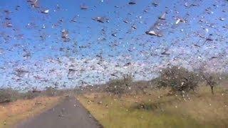 Watch locusts swarm in Madagascar