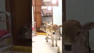 Mini cows in House # Miniature Punganuru Breed #Smallest ancient Indian Brahman Breed #Shotest cows