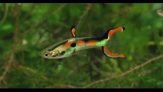 The Breeding Behavior of the Black Bar Endler Livebearer