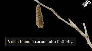 The Butterfly  Struggles  inspirational video
