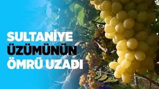 Sultaniye üzümünün ömrü uzadı