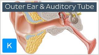 Ear Anatomy Outer Ear and Auditory Tube preview - Human Anatomy  Kenhub