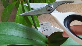 HOW TO CUT AN ORCHIDS FLOWER Preparing for a New Flowering