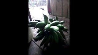 #pisang #goroho #musik #viral                                                     Lagu pisang goroho