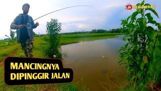 Mancing ikan nila di sawah dangkal