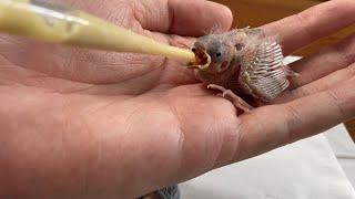 How to feed and raising a nest fall out baby bird - Saving Baby Birds