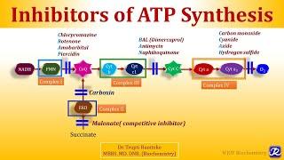 4 Inhibitors of Electron Transport Chain & Oxidative Phosphorylation  Biological Oxidation