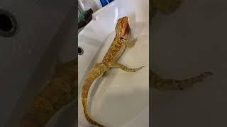 How bearded dragon poop and fart
