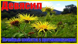 Девясил лечебные свойства и противопоказания Кратко и Понятно  Лекарственные растения