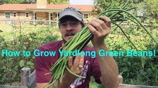 How to Grow Yardlong Beans Green Beans that Grow Over a Foot Long