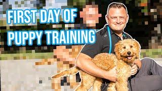 How to Train Puppy  First Day of Training - Goldendoodle  Professional Dog Training