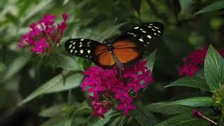 #19 #butterfly #beautiful #butterfliesoftheworld #butterflys