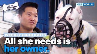 Weekly Highlights All she needs is her owner Dogs Are Incredible  KBS WORLD TV 240312