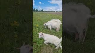 Чудо в сельском поле. #shorts #animals #russia #goat