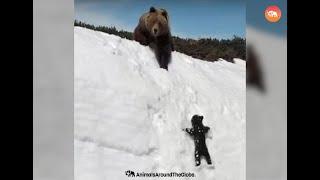 Bear Cub’s Resilience to Climb Steep Mountain Slope with Mama is Amazing #bear #cuteanimals #video