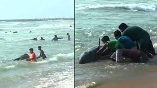 People Rush to Save 100 Whales That Washed Up on Beach