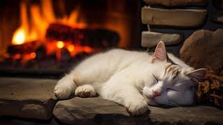 Fall asleep to the purring of a Persian cat and a fireplace 12 HOURS