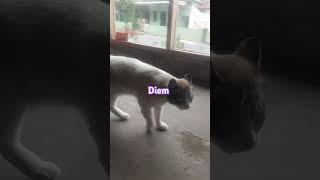 Kucing lucu mau pacaran #cat #funnycats#catlover#comedy #kucinglucu#funnypets#pets#cute #funnyvideos